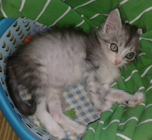 Раздам котят. Отдам в хорошие руки