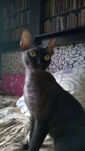отдам бесплатно Кота