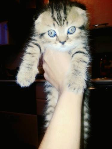 продам шотландских котят