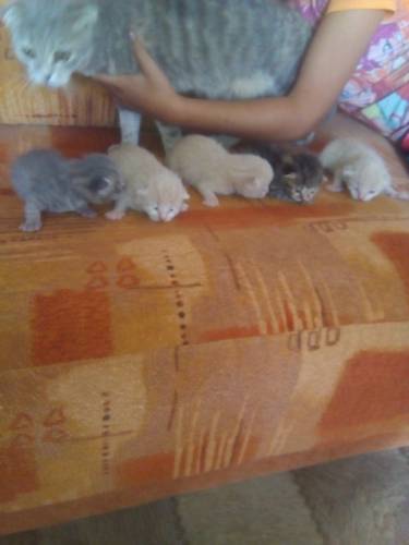 Британские котята , 