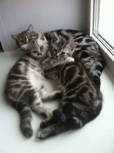 Продажа британских котят