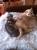 Продажа британских котят