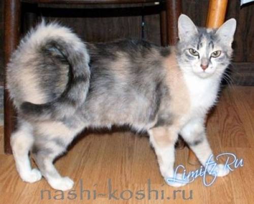 Котенок ищет хозяина