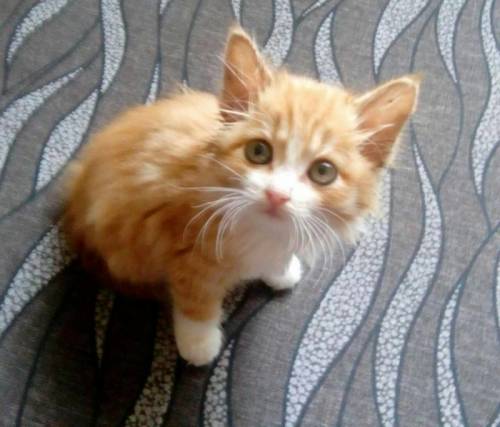 Котенок в хорошие руки