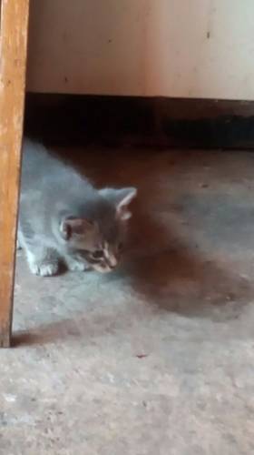 Отдам двух котят даром