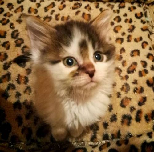Котята подросли и готовы к переезду))