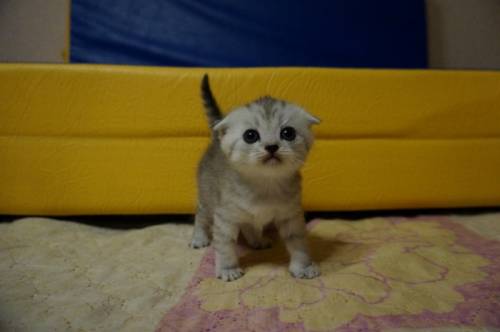 Шотландские серебряные котята