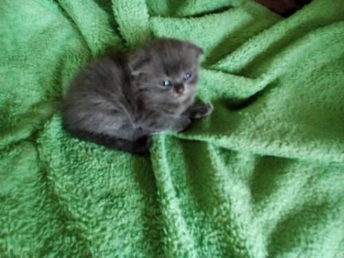 Котенок девочка очень красивая 