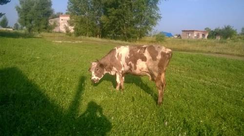 продается корова дойная