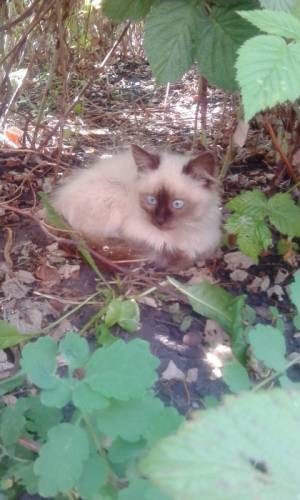 отдам котикв в добрые руки