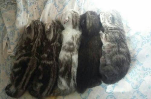 Продам Шотландских  вислоухих котят