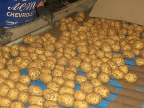 Продам картофель продовольственный