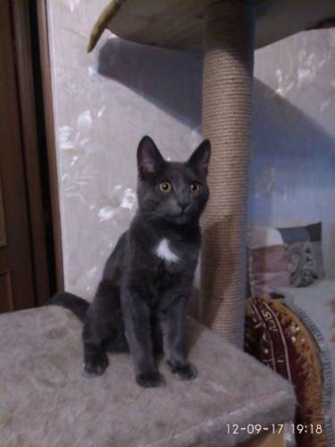 Отдам котенка в хорошие руки бесплатно Казань