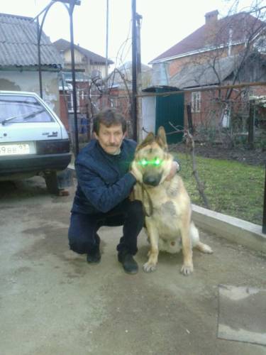 Дрессировка собак