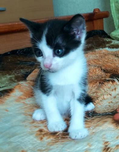 Очаровательный котенок котик в добрые руки
