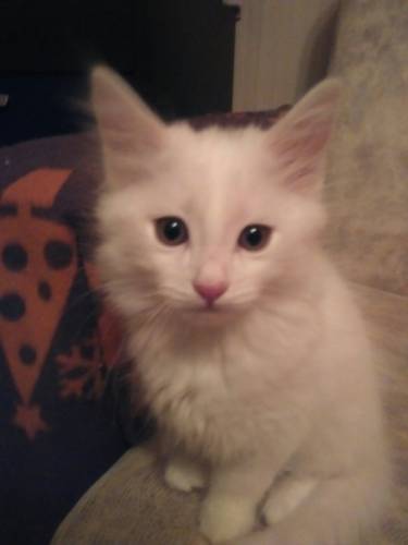Игривый нежный котенок