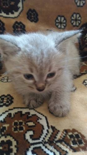 Отдам в добрые руки котят