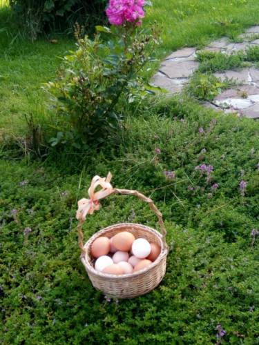 Продаю яйца куриные