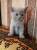 Котята шотланской породы