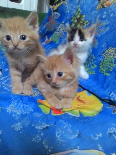 Отдам красивых котят.