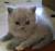 котята вислоухие шотландские