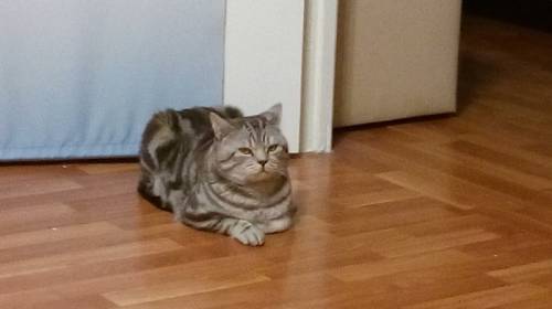 Половозрелый кот для размножегия