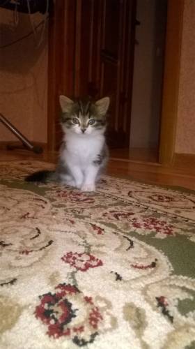 Котёнок в добрые руки