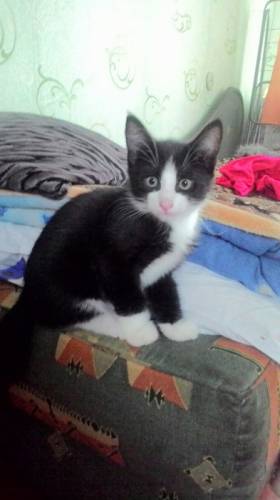 Отдам даром котика