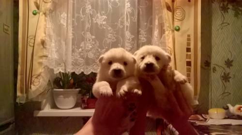 продам щенков лайки