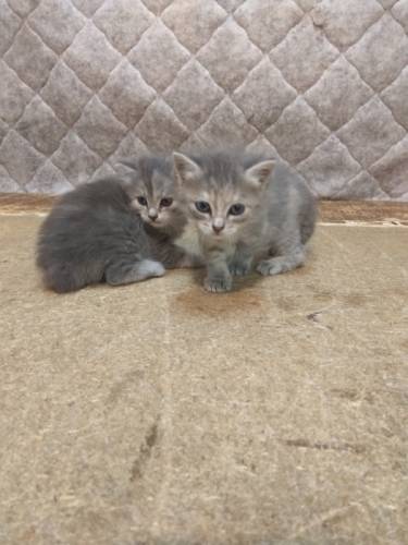 Бесплатно отдам котят