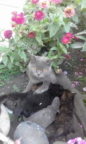 Отдам котят в хорошие руки