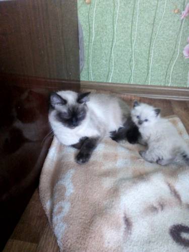 Сиамские котята.рожд.15.09.17.мал.и дев.окрас Сиам.кушают в горшок ходят.