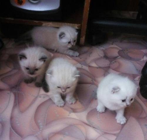 чистокровные шотландские котята