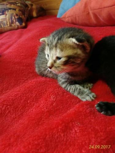 Котята бесплатно , безвоздмездно)