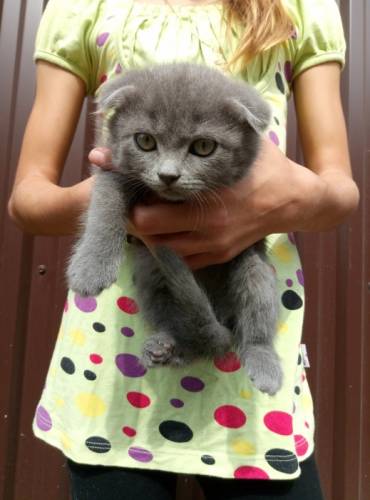 продам хорошим людям вислоухих кошек