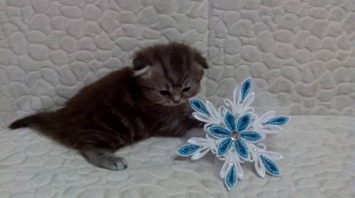 Продаются шотландские котята
