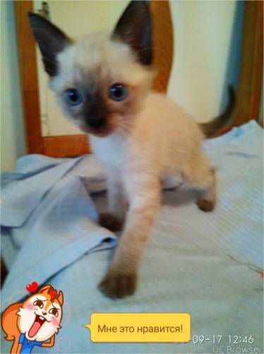 тайский котик