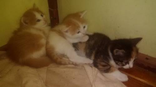 отдам котят в добрые руки