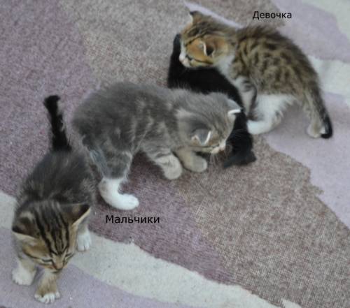 Котята  вислоухие