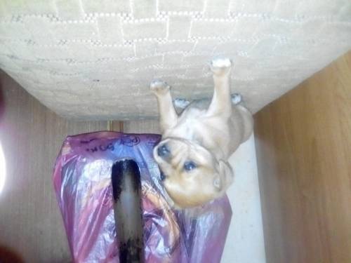 Щенок  девочка