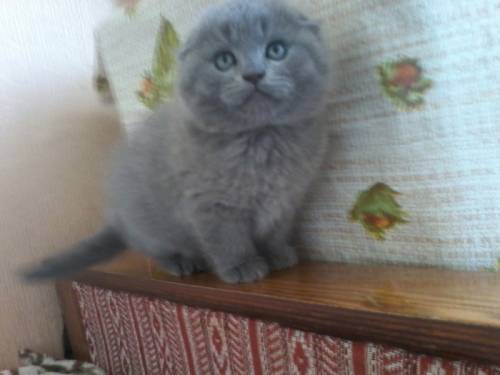 Шотландские  котятки!!!!!!
