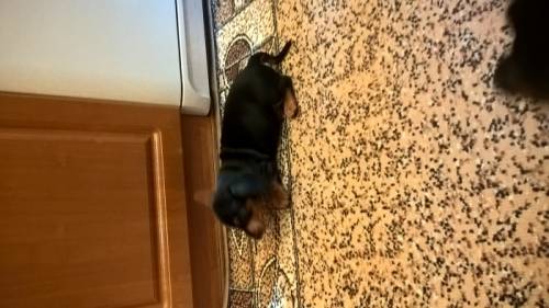 продаются щенки таксы