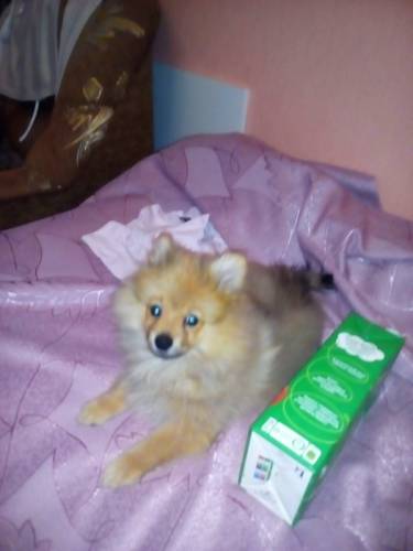 Продаю щенка шпица