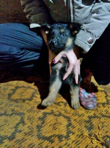 Продаю щенка немецкой овчарки 