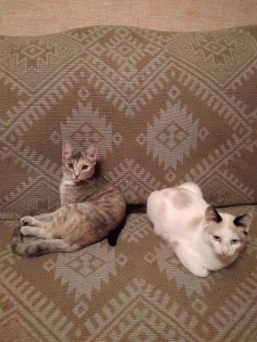 Отдам добрых котят