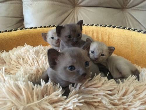 Бурманские чудо котята.