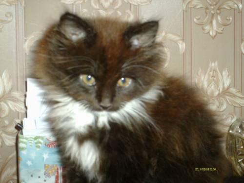 отдам в добрые руки котеночка