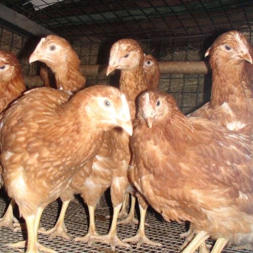 курочки несушки пароды кубанская красная