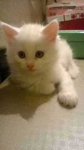 беленький зеленоглазый котенок