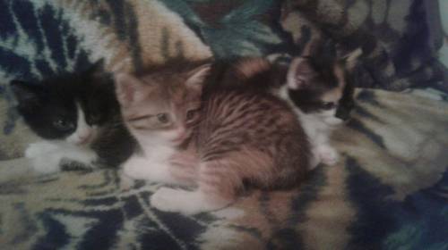 котята  в добрые руки